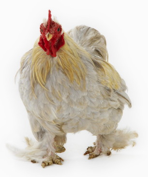 Backyard Chickens Backyard Chickens